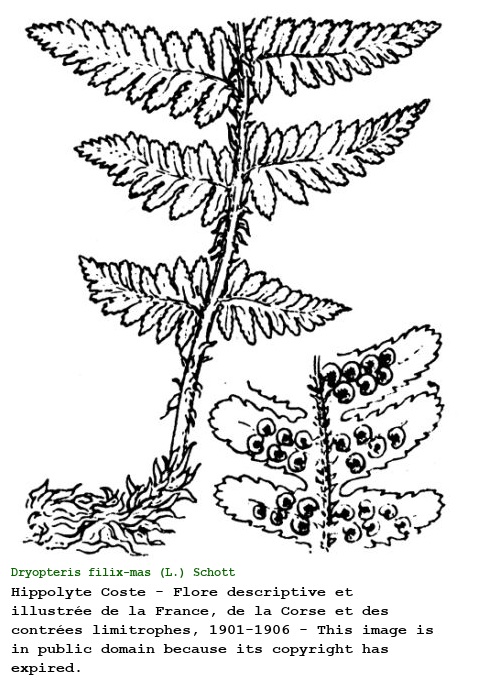 Dryopteris filix-mas (L.) Schott